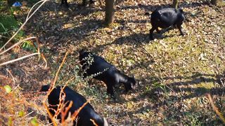 A story of a Goat - funny Video | #shorts #ytshorts #comedy