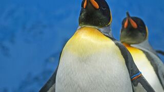 Awesome Penguins