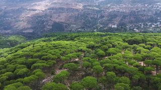 forest | nature video