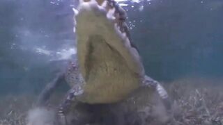 Attack of the Crocodile  Photographer swims just inches from vicious crocodile