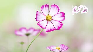 Naj???????? پاکستان زندہ باد ????????