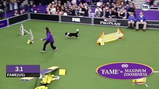 Watch 5 of the best WKC Dog Show moments to celebrate National Puppy Day - FOX SPORTS