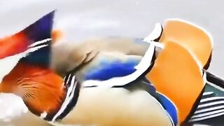 Beautiful colorful duck