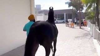 Horse lover 3