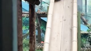 Funny Panda video