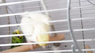 Beautiful animals sound video