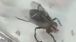 Insect