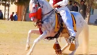 #Best#Horses#clip#dance