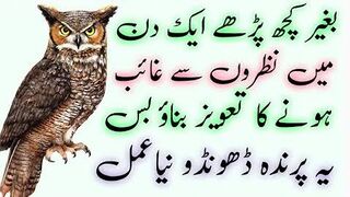 Sifli Amliyat !! بس یہ دو پرندے ڈھونڈ کر آپ انسانی نظروں سے غائب ہو سکتے ہے