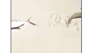 Baby shark saving dying fish