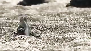 Most dangerous animals