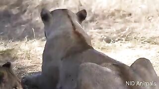Lion attack animals