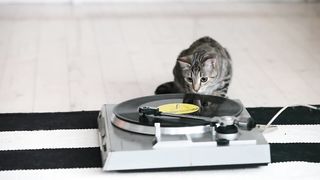 Cute cat listening to classical music