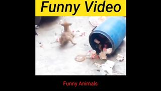 Animals Funniest moments 2
