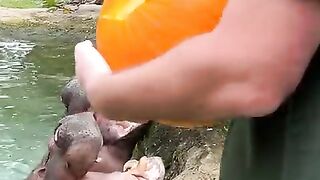 Shorts video top