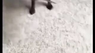 Dongs vs monkey fight funny videos