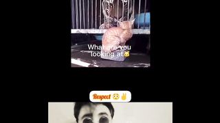 Respect cat  with funny videos