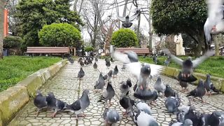 Pigeon l Beautiful Bird