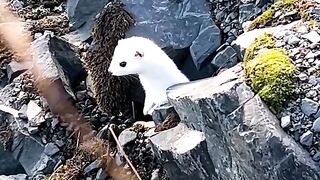 The stoat (Mustela erminea)|2023