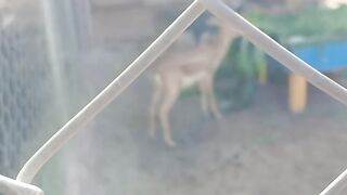 THE BEST JOKES . ANIMALS, HUMOR, laughter 2