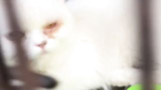Cat eyes