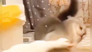 cute cat fighting with duck#cute cat#catslover
