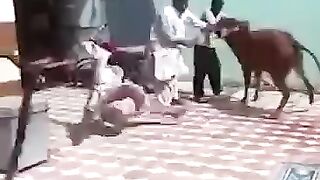 ANIMALS REACTION.