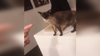 Chats drôles / Chiens - Animaux droles 3
