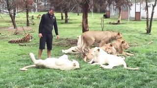 Tiger saves man from A leopard Attack
