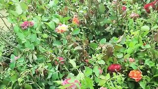 Flowers on bloom