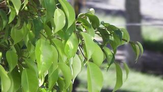 Save earth by growing Green