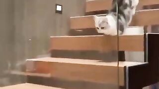Cute cat 11