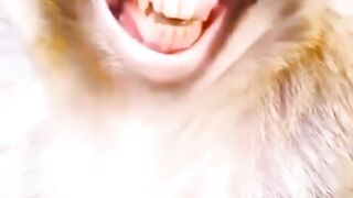 Monkey laughing video