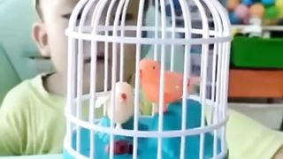 Funny video pet's animal