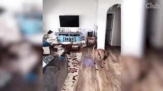 Funniest Animal Videos ????????????????????