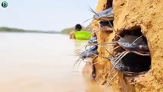 How to pick a fish // fish catch
