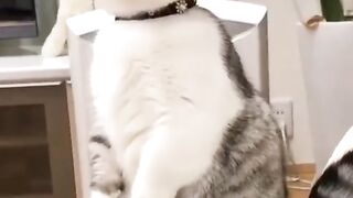 Cat video, funny cat short