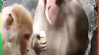 Hasna ko v na