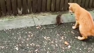 Rat, Cat, Puppy, Fish.