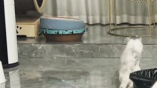 Cute cat funniest video,top funniest video