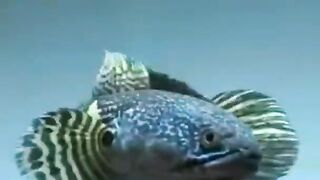 Aurantiy  gondrong