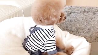 Puppy watching tv