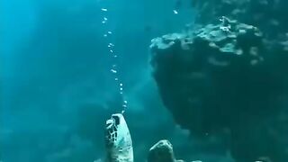 Can you tell me what this turtle is doing