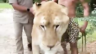 Biggest Cat in the World ????