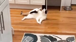 Смешные коты