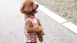 My puppy run