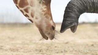 giraffe vs elephant fight for water