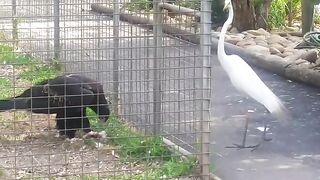 Eagle attacks bird