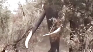 Monster Elephant