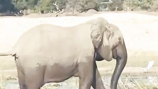 Elephant kills crocodile